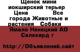 Щенок мини иокширский терьер › Цена ­ 10 000 - Все города Животные и растения » Собаки   . Ямало-Ненецкий АО,Салехард г.